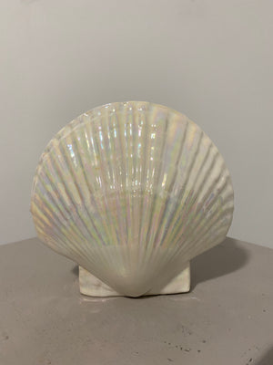 Iridescent seashells