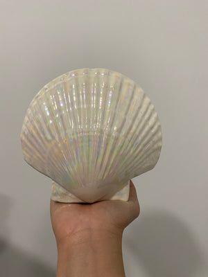 Iridescent seashells