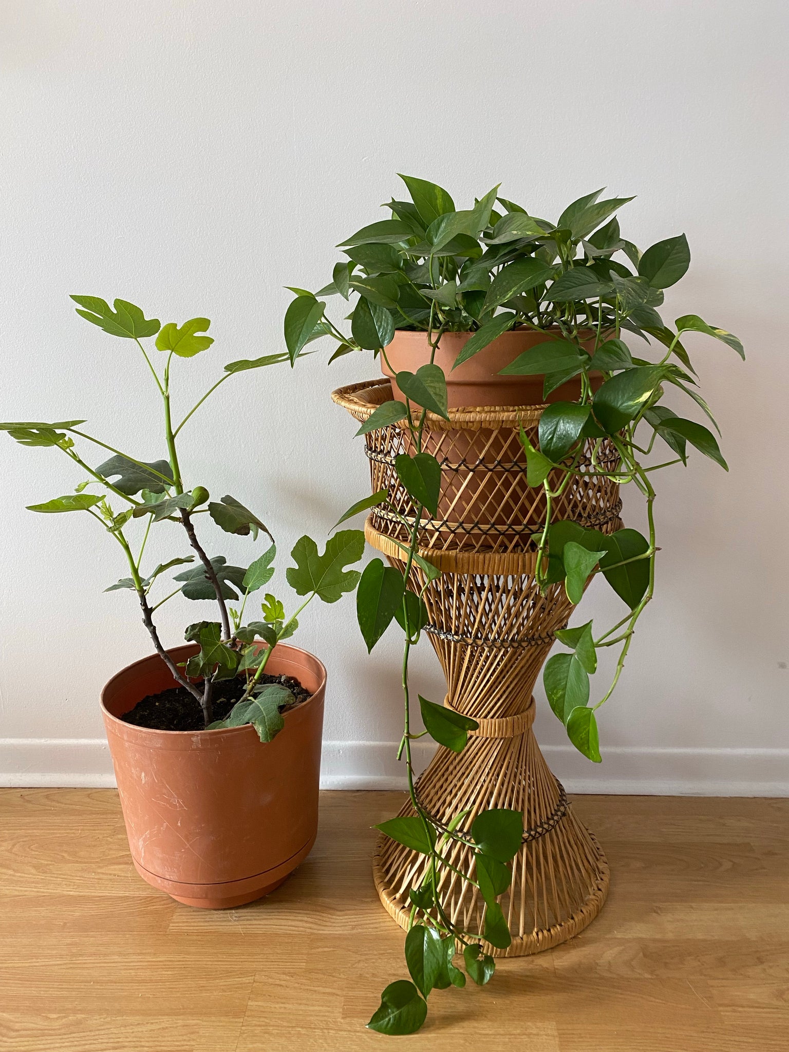 Tall peacock wicker plant stand